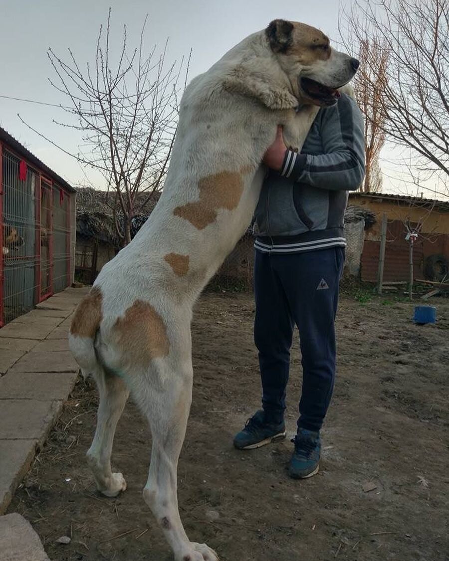 Вот переедем в свой дом - сразу заведем алабая!