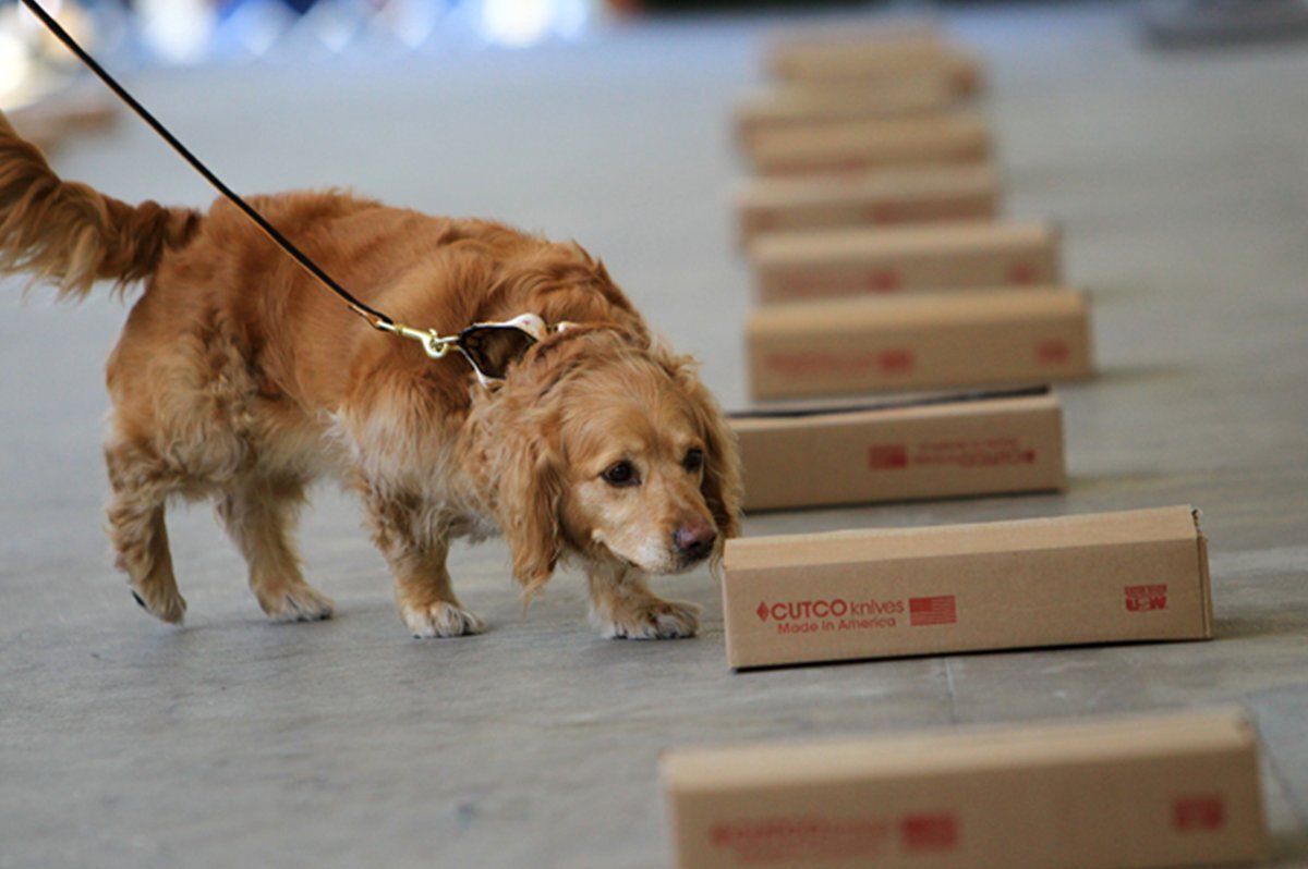 Российская ассоциация ноузворк. Ноузворк для собак что это. Инвентарь для ноузворка. Спорт для собак ноузворк. Ноузворк для собак что это.