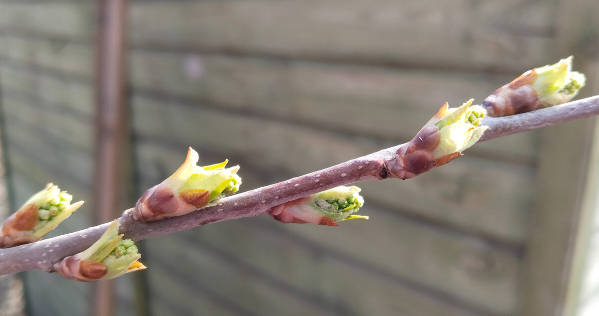 Почки черёмухи - весна идет, где-то очень далеко и медленно, но идет...