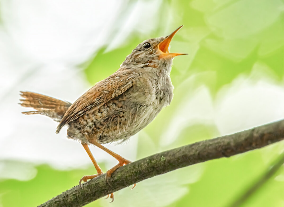 Птица. Adobe Stock Автор: Micha Trillhaase