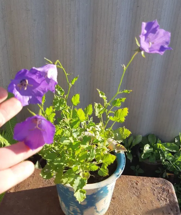 Прошлогоднее цветение одного из проданных колокольчиков 