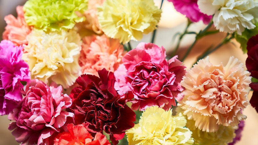   Gettyimages.ru Itaru Sugita / EyeEm