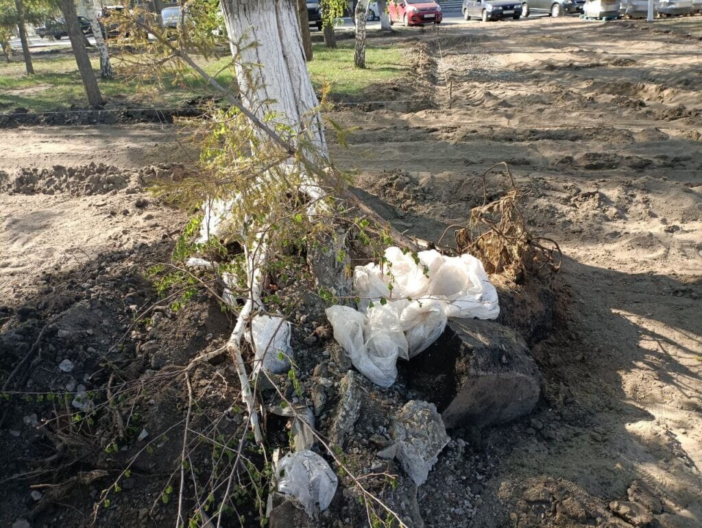 В Костанае беспощадно срубают деревья, чтобы впечатлить Токаева и Путина |  Press.kz | Дзен