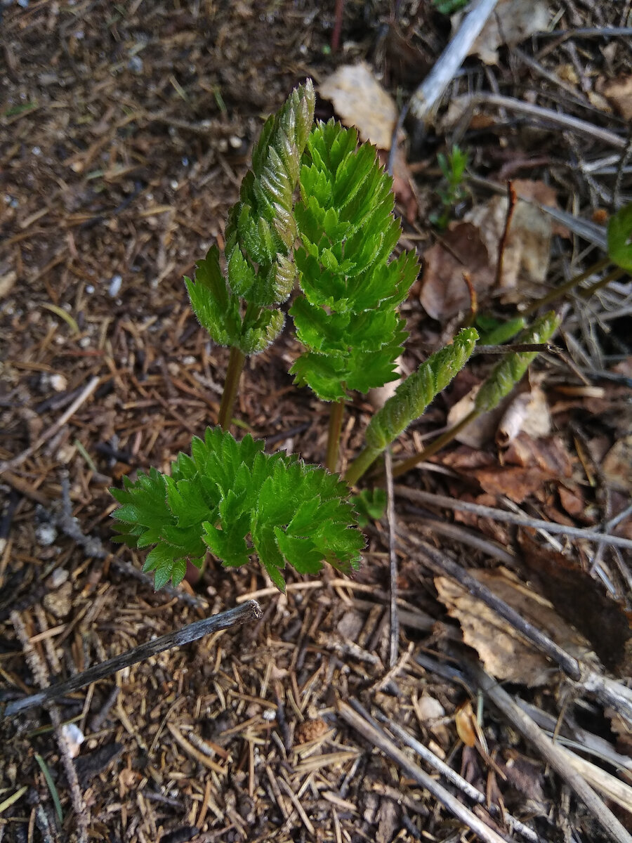 Первый день жизни росточков и цветочков