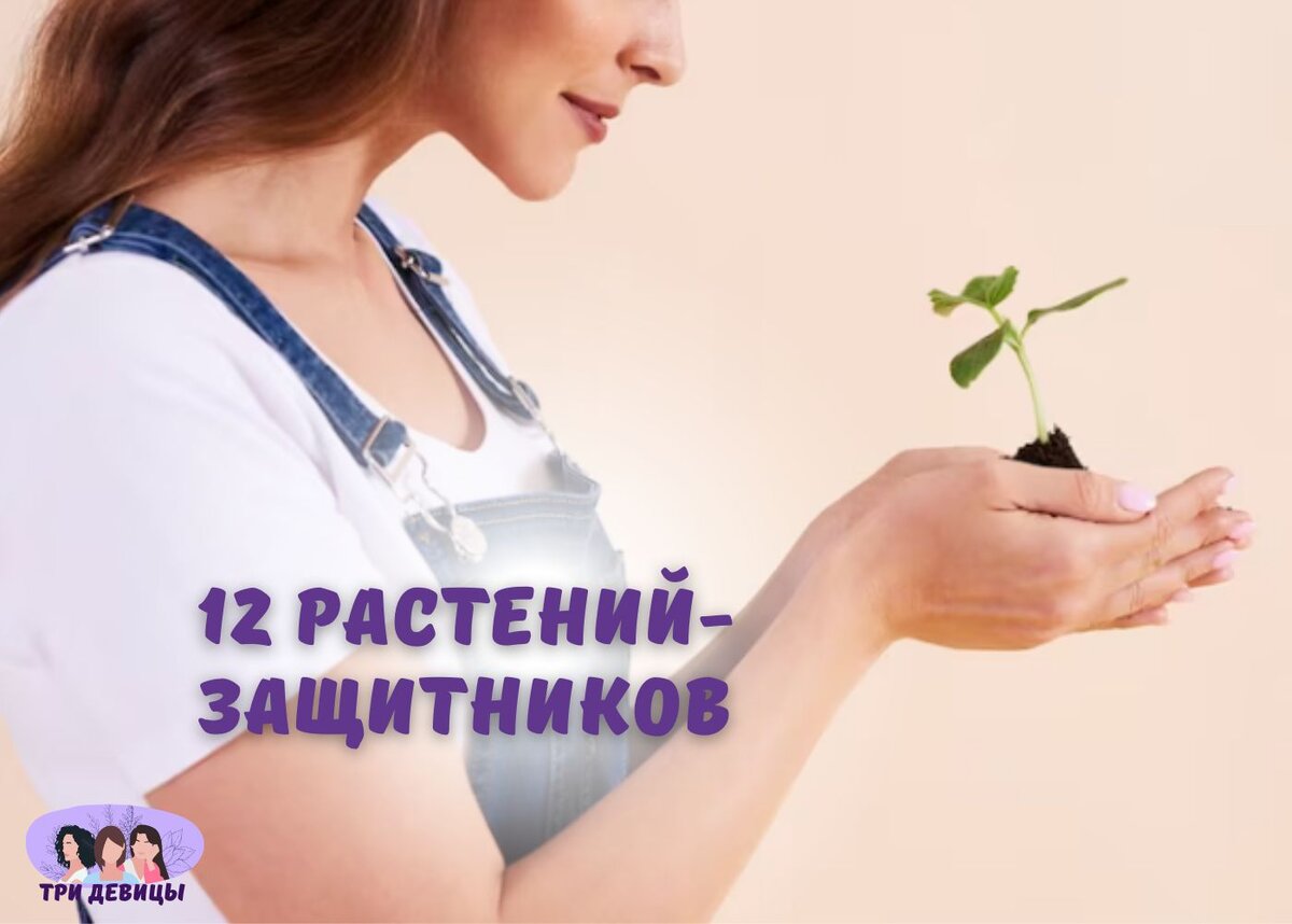 Растения, способные улучшить атмосферу в доме и очищающие пространство от негативной энергии