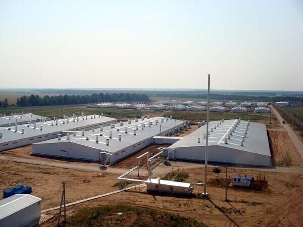    Фото: svinoprom.ru