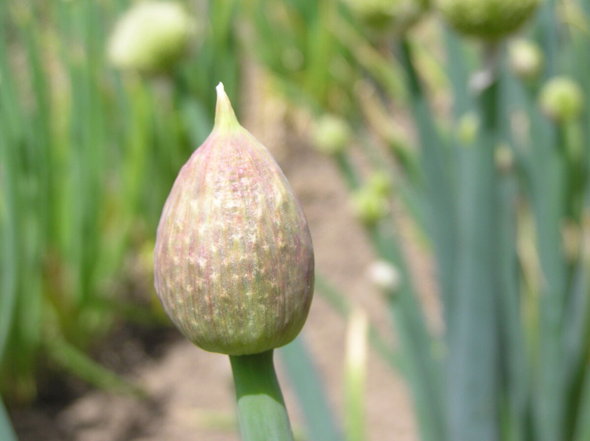 Лук-батун. Фото: Игорь Шереметев, powo.science.kew.org