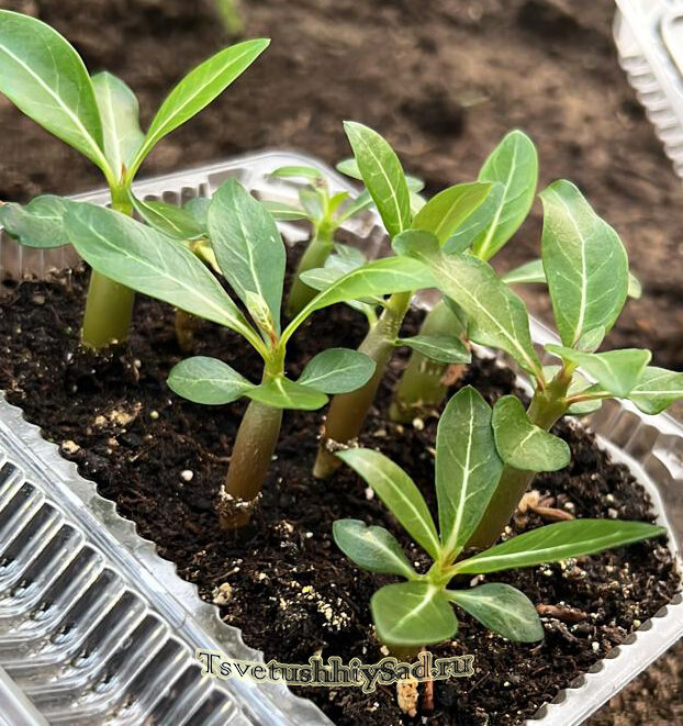 Рассада адениума.