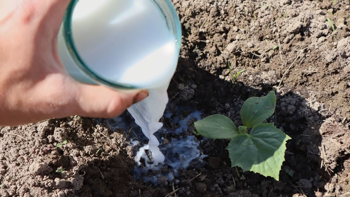 подкормка клубники. Gardena 5 л. молоко в огороде. молоко подкормка. поливать рассаду.