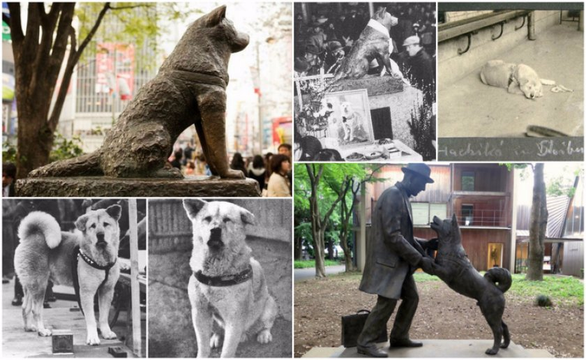 Настоящий хатико. Памятник собаке Хатико в Японии. Хатико 1925 могила. Хатико реальная история собаки. Хатико история реальная памятник.