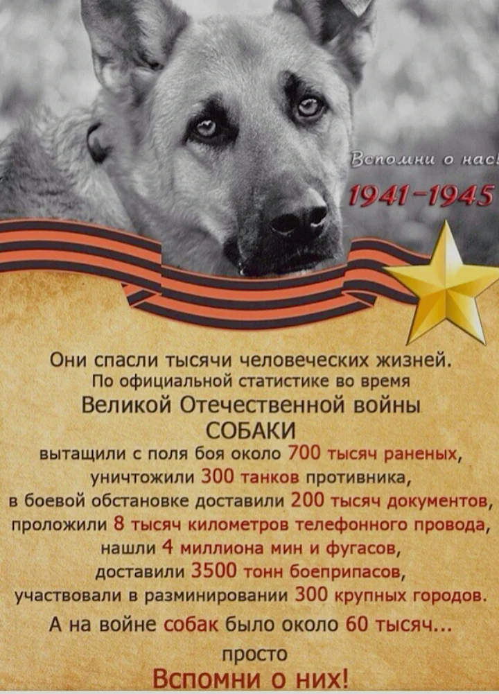 собаки герои великой отечественной войны мухтар. собаки герои великой отечественной войны разведчик джек. подвиг собак в великой отечественной войне. собаки герои великой отечественной. собаки герои великой отечественной.