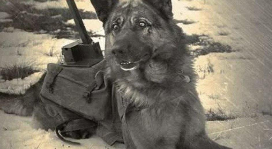 Собаки истребители танков вов. Противотанковая вьюк для собак. Собаки подрывники танков. Собаки во второй мировой войне 1941-1945. Какую породу собак использовали в качестве подрывников.