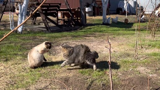 Вася и Королева встретились. Вспыхнут ли чувства с новой силой😂 Реакция Марсика и Пети