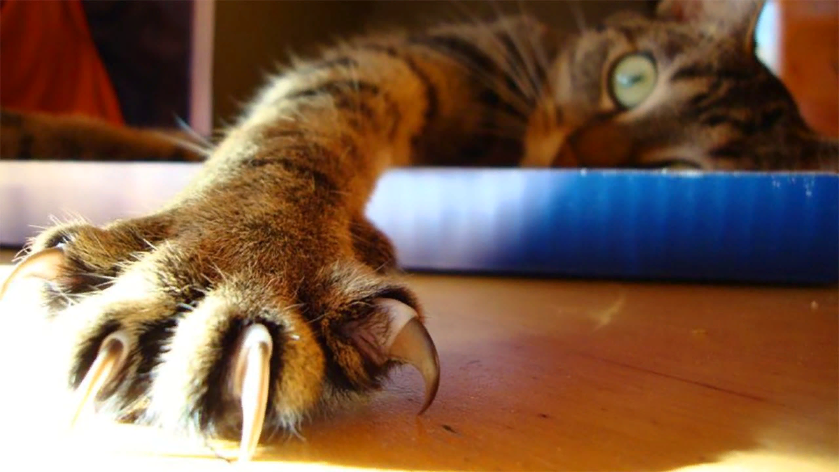 Кошачий коготь