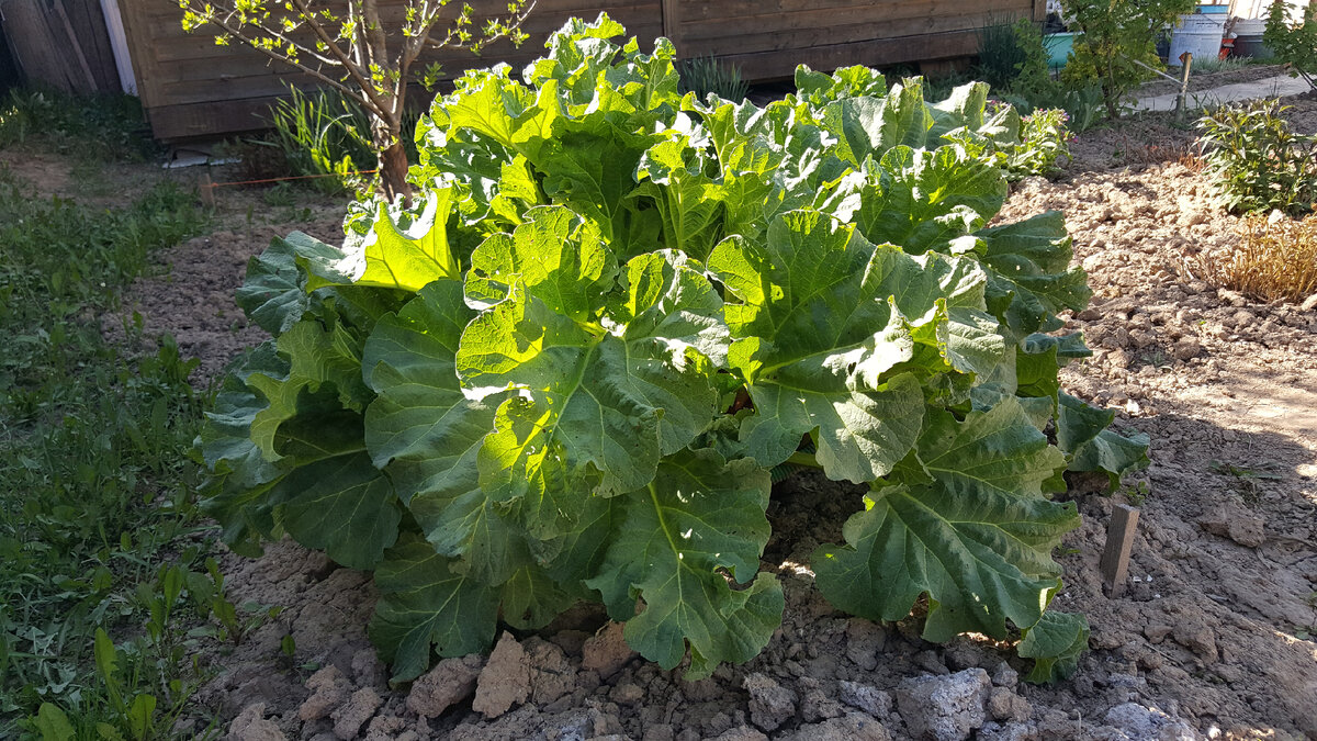Если относить к огороду все, что можно съесть, то ревень - тоже огород)