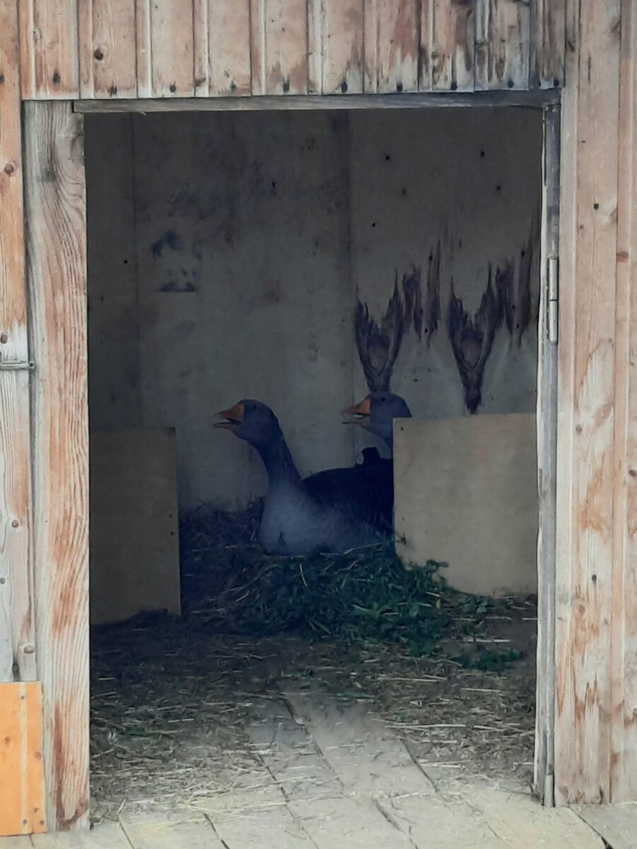 Гнёзда сделали рядышком)