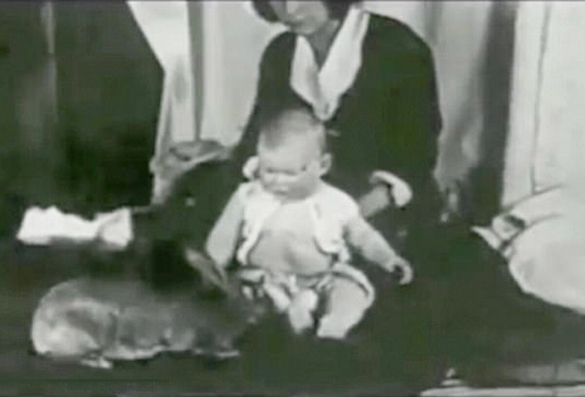 Эксперименты с новорожденными. Эксперименты с новорожденными. Взгляд младенца эксперимент. Взгляд младенца эксперимент. Взгляд младенца психологический эксперимент.