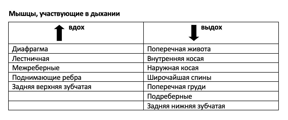 Вы только посмотрите сколько мышц включается в работу при совершении привычного вдоха и выдоха человеком.