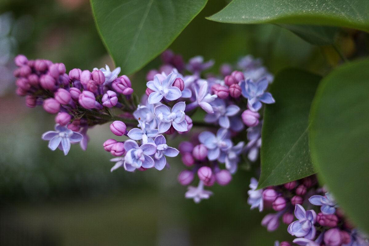 Сирень Spring Sonet