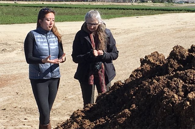    Какой навоз нельзя покупать для своего огорода?