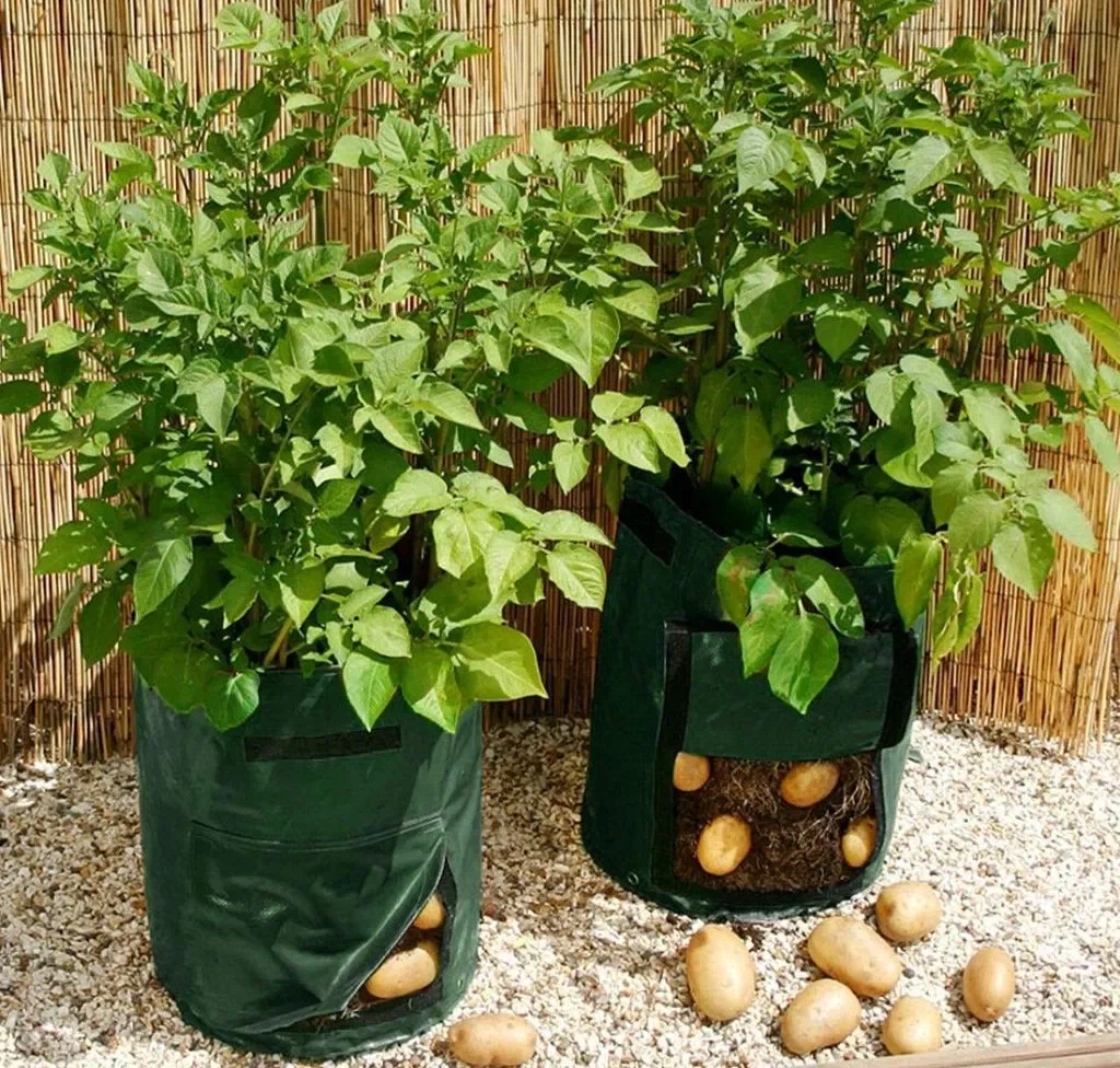Выращивание картофеля в домашних условиях. Выращиваем картофель в горшках. Картофель в горшке на подоконнике. Кашпо для картофеля. Посадка картошки в горшки.