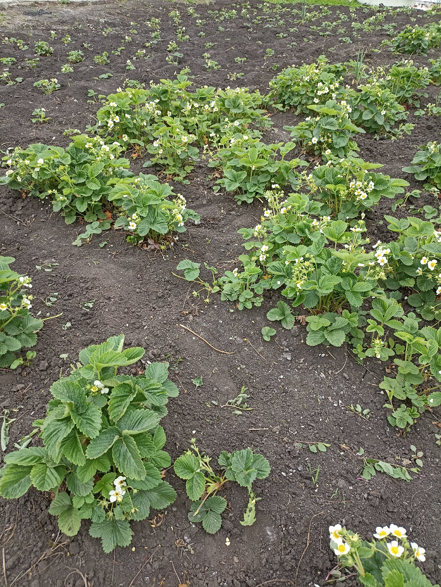Половина клубники 3-хлетняя, половина посажена в этом году