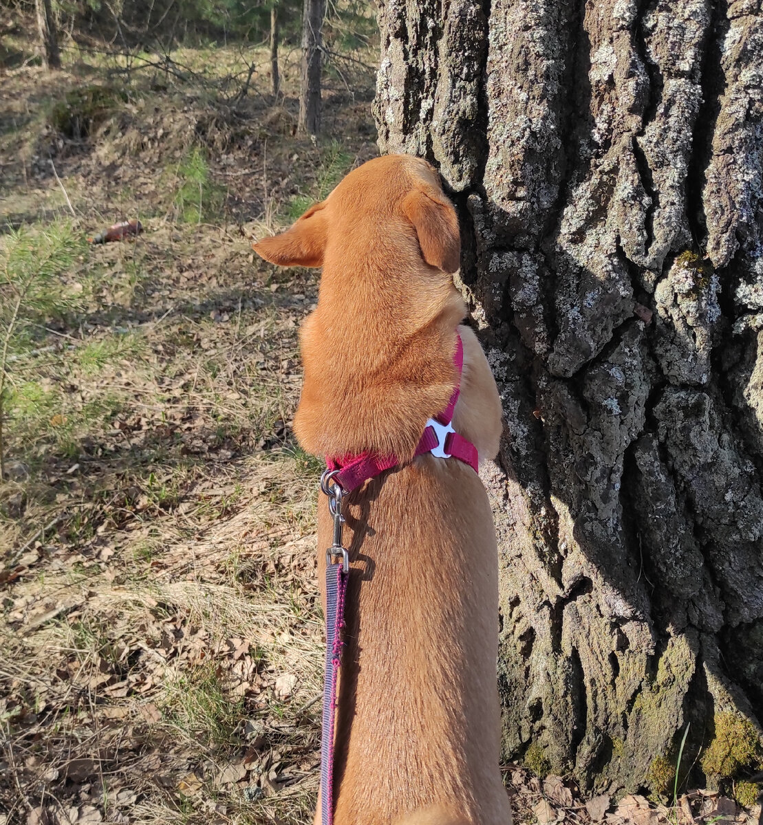 Жуля ищет лакомство в коре дерева. Два в одном: поиск и тренировка баланса. 