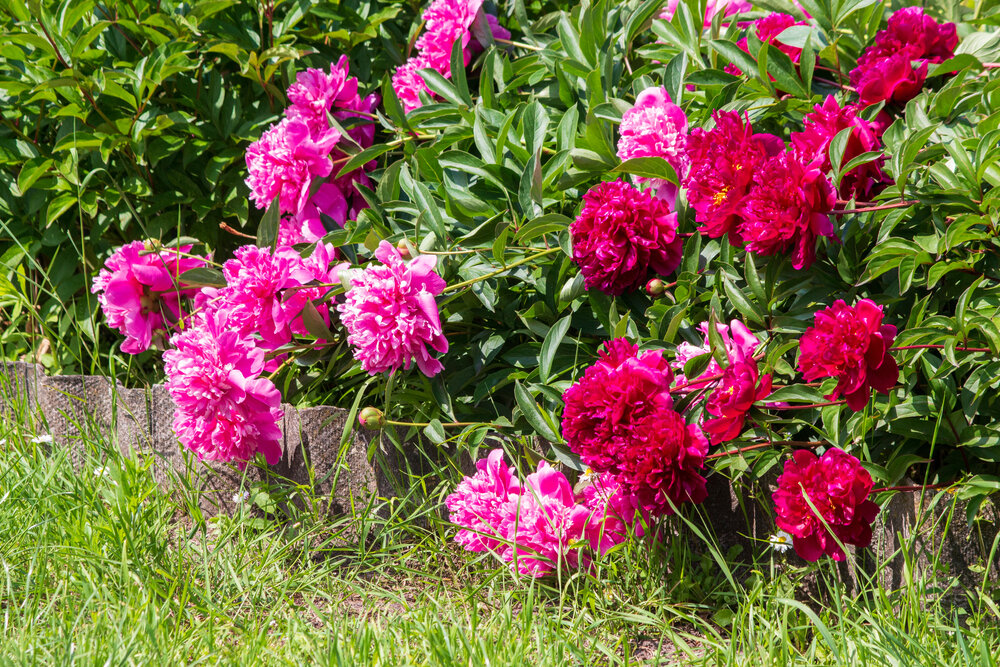    Не самое выигрышное сочетание пионов