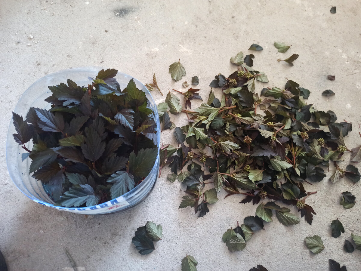 Подготовленные черенки