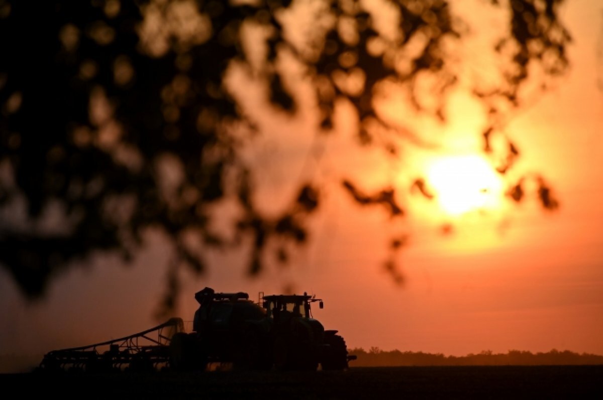    Посев рапса в Омской области