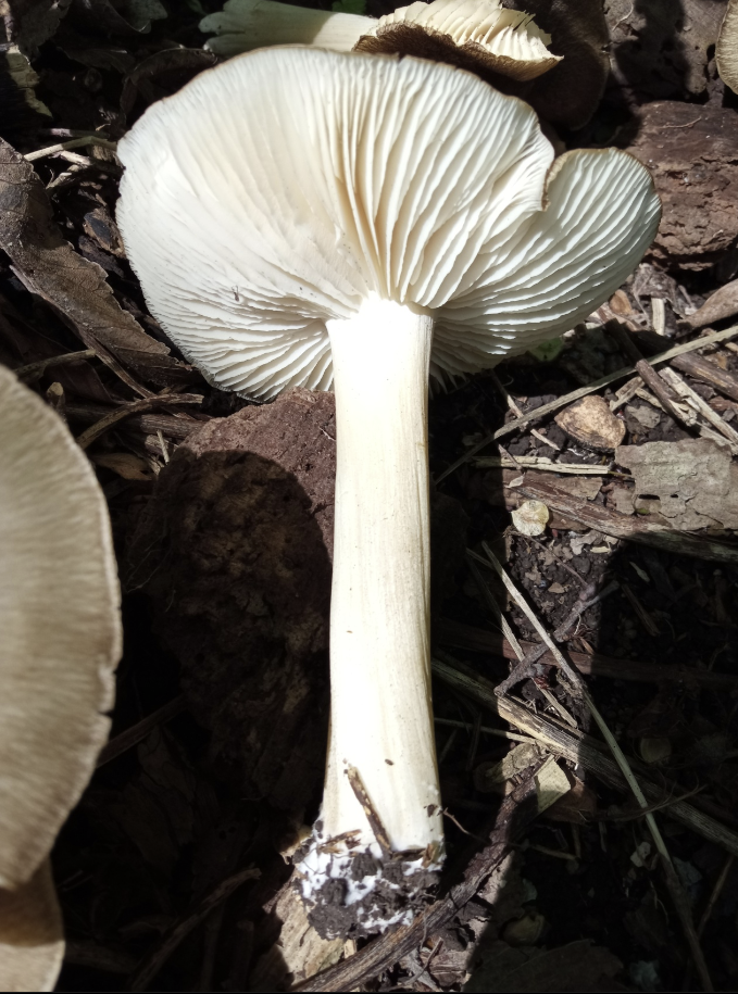Какие съедобные грибы собирают в Подмосковье летом и осенью: названия и фото
