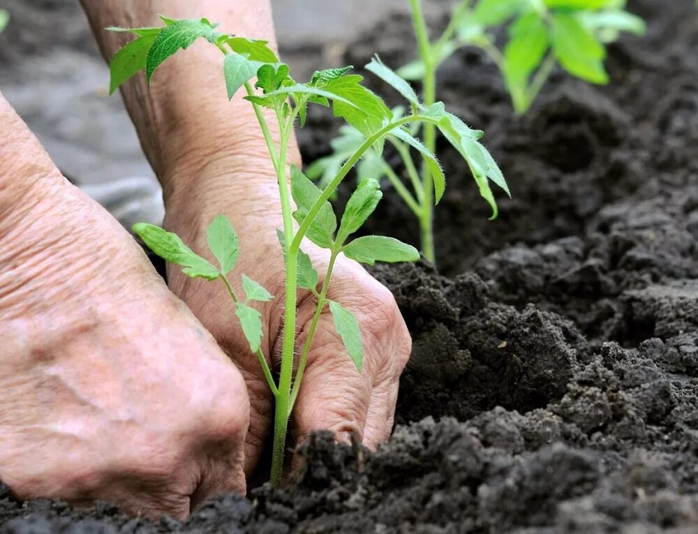 Пересадка рассады помидоры