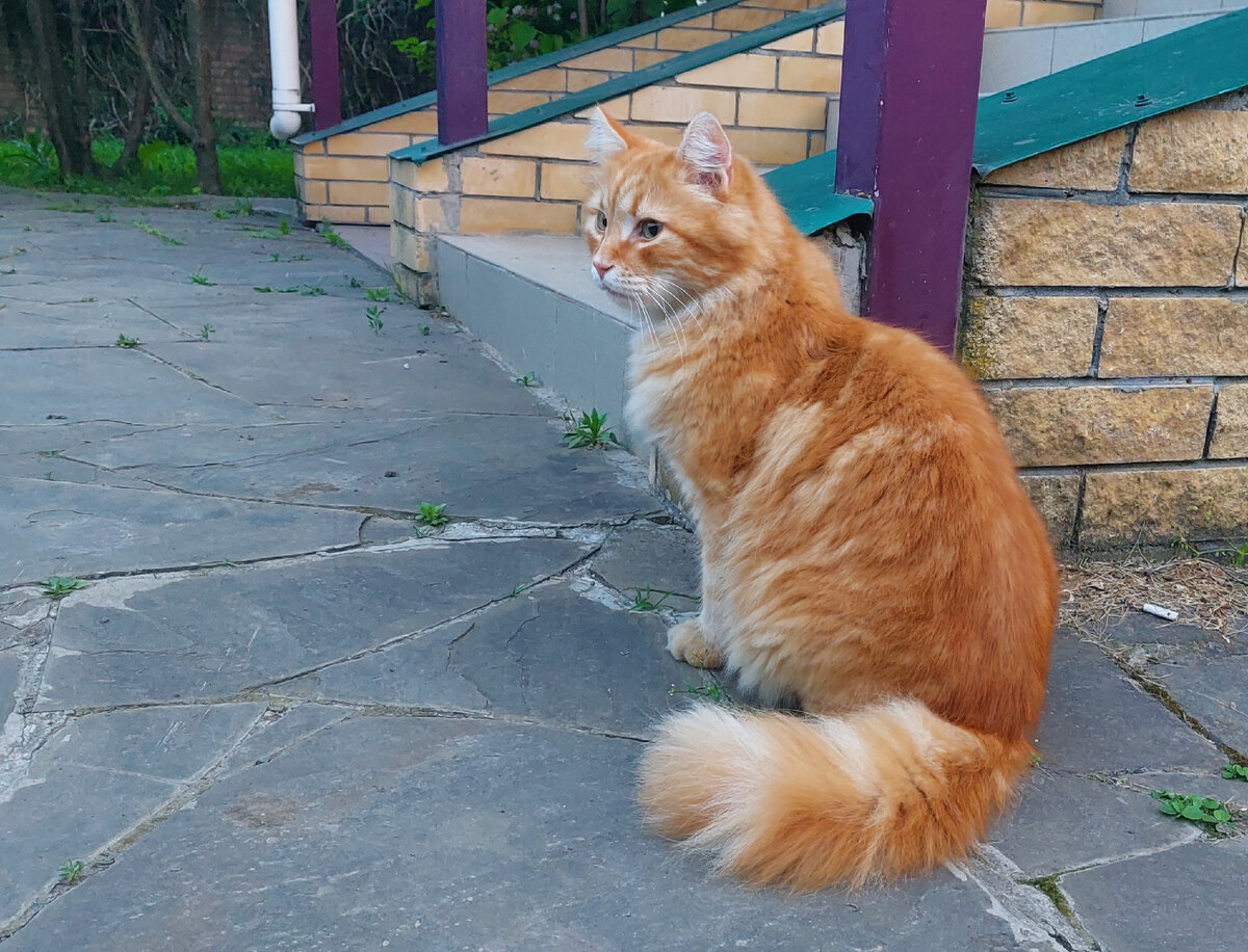 Кот симба младший