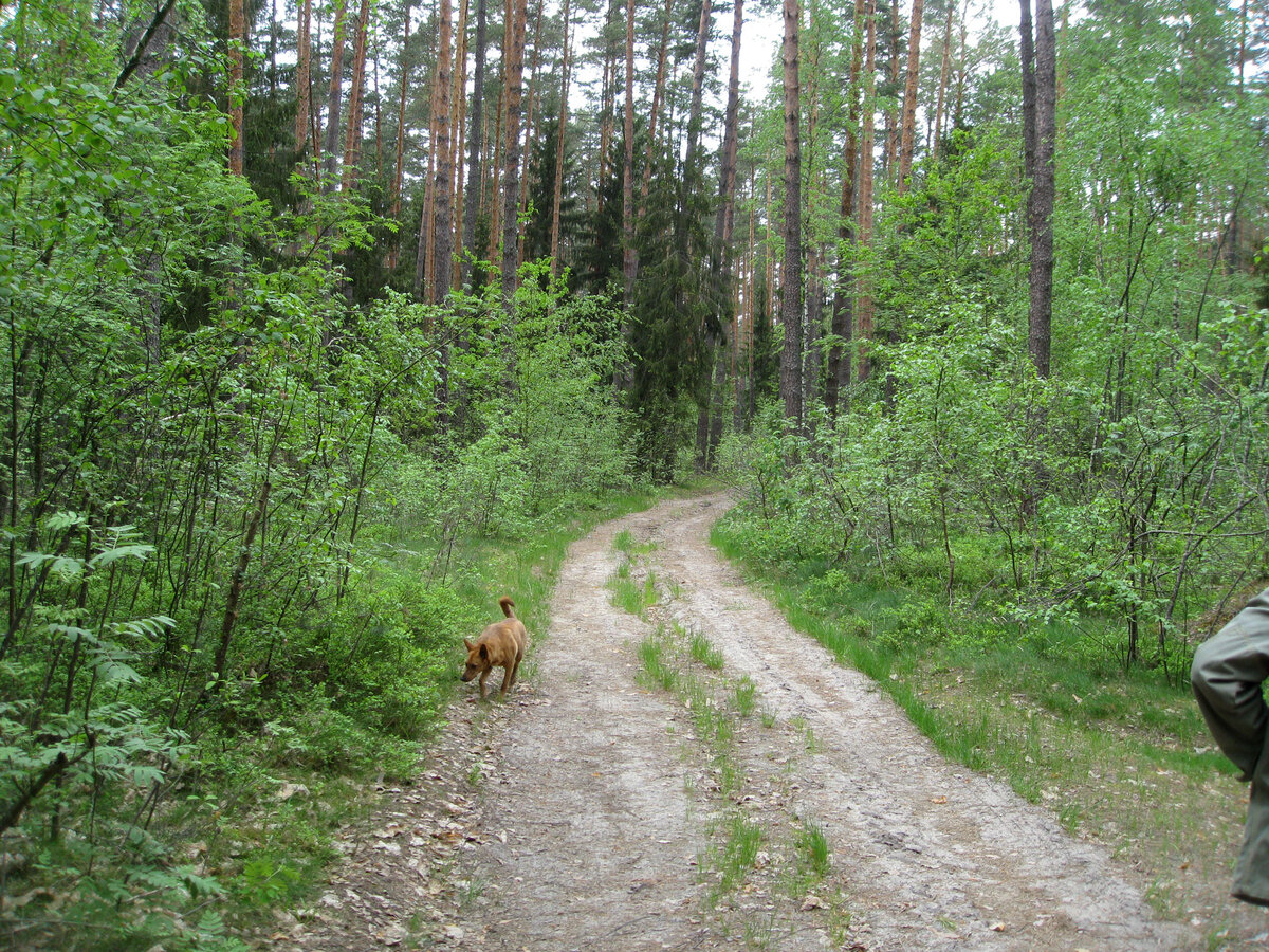 Идем по дороге