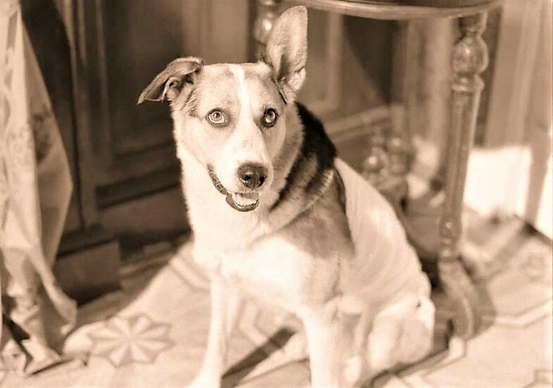 а. рассказ собачье сердце. собачье сердце кратко. собачье сердце тест 8. эксперимент профессора преображенского.