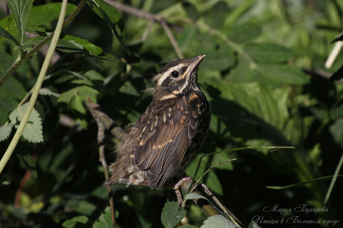 Все дрозды Петербурга и ЛО в одной статье: названия, фото ...