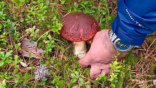 Грибы и сообщество. Грибники и ягодники смоленск. Экотропа ягоды и грибы. Люди собирают грибы. Поход в лес по грибы.