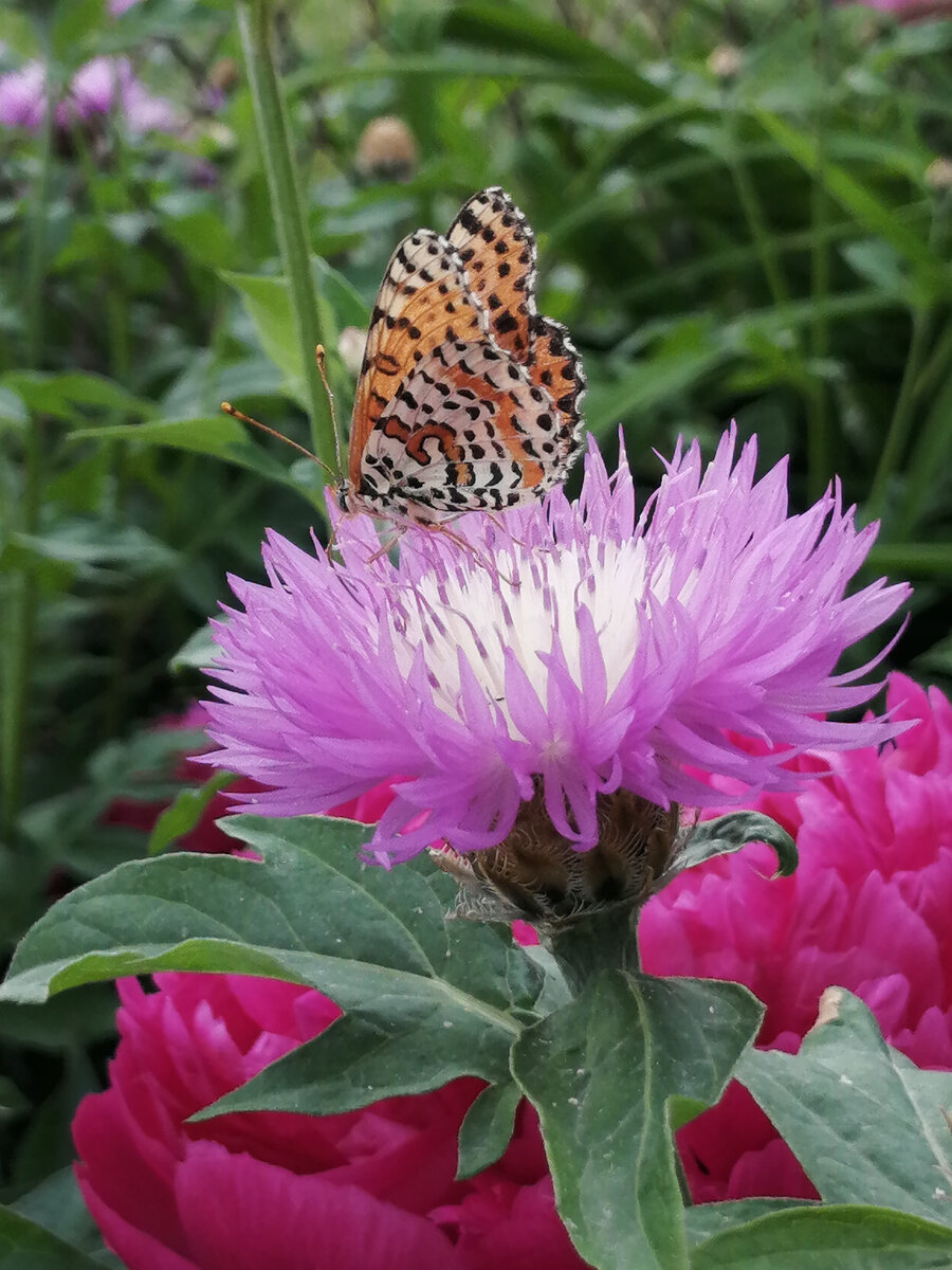 Просто фото для разбавления текста чем-то красивым) 