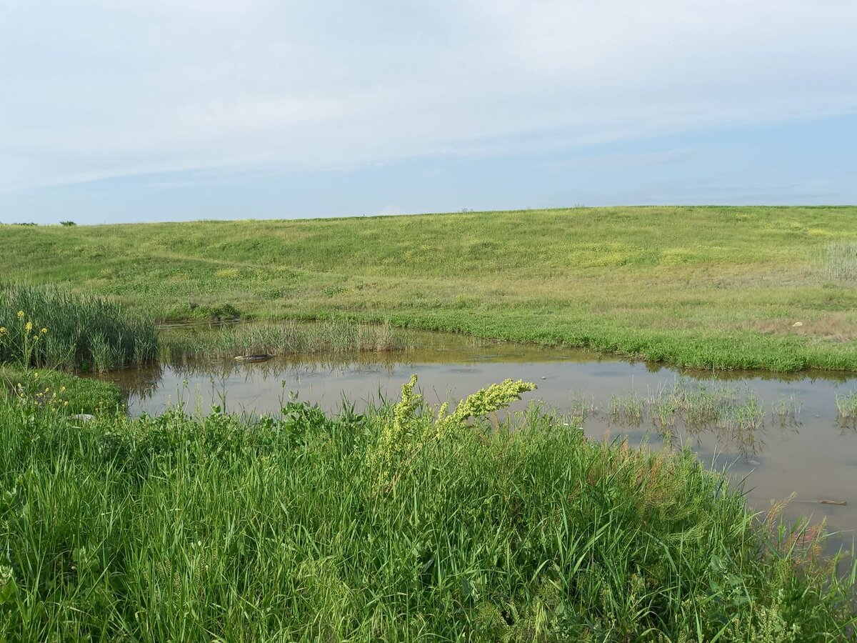 Болотце, где живут цапли