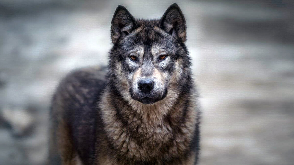 источник фото: krot.info