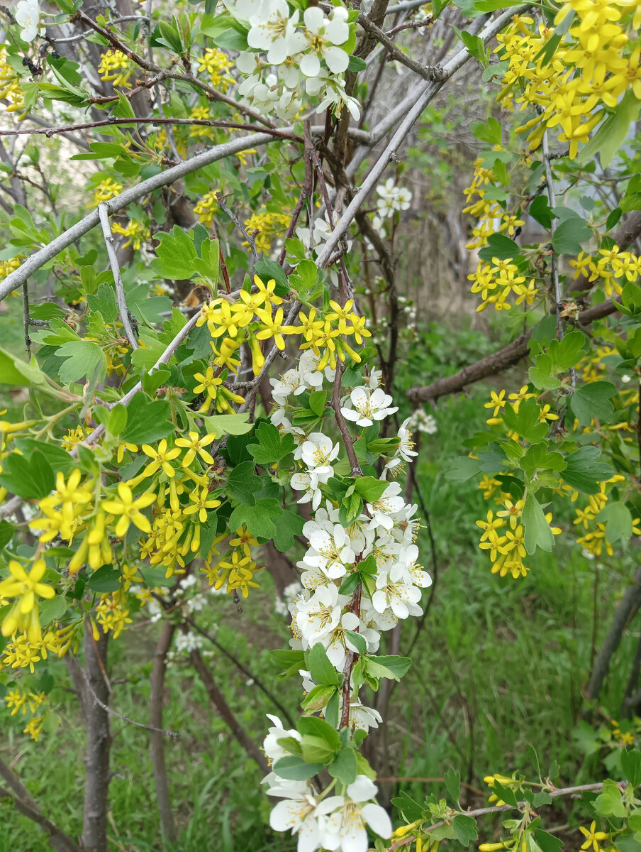 Это цветет барбарис и веточка сливы попала в кадр .