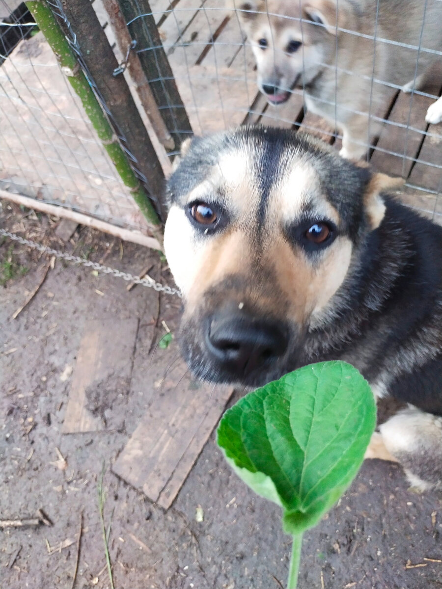 Аки с листочком. Вы тоже видите Лаки на заднем плане? 