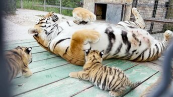 Тигрица родила ЧЕТЫРЕХ тигрят! И после этого подпустила к себе Олега Зубкова! Тайган