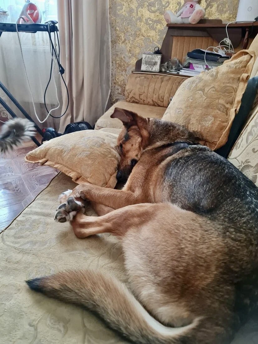 Наш бывший подопечный Нильс