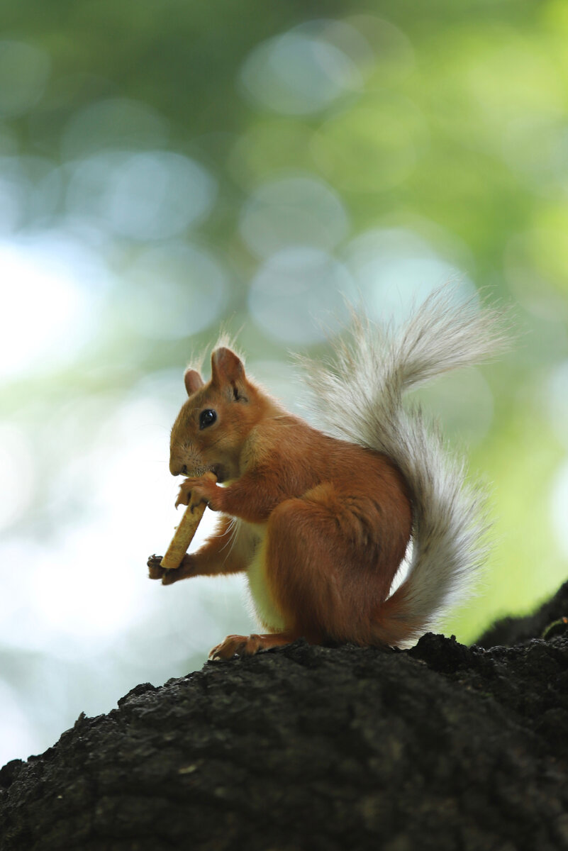 Белочка кушает угощение 