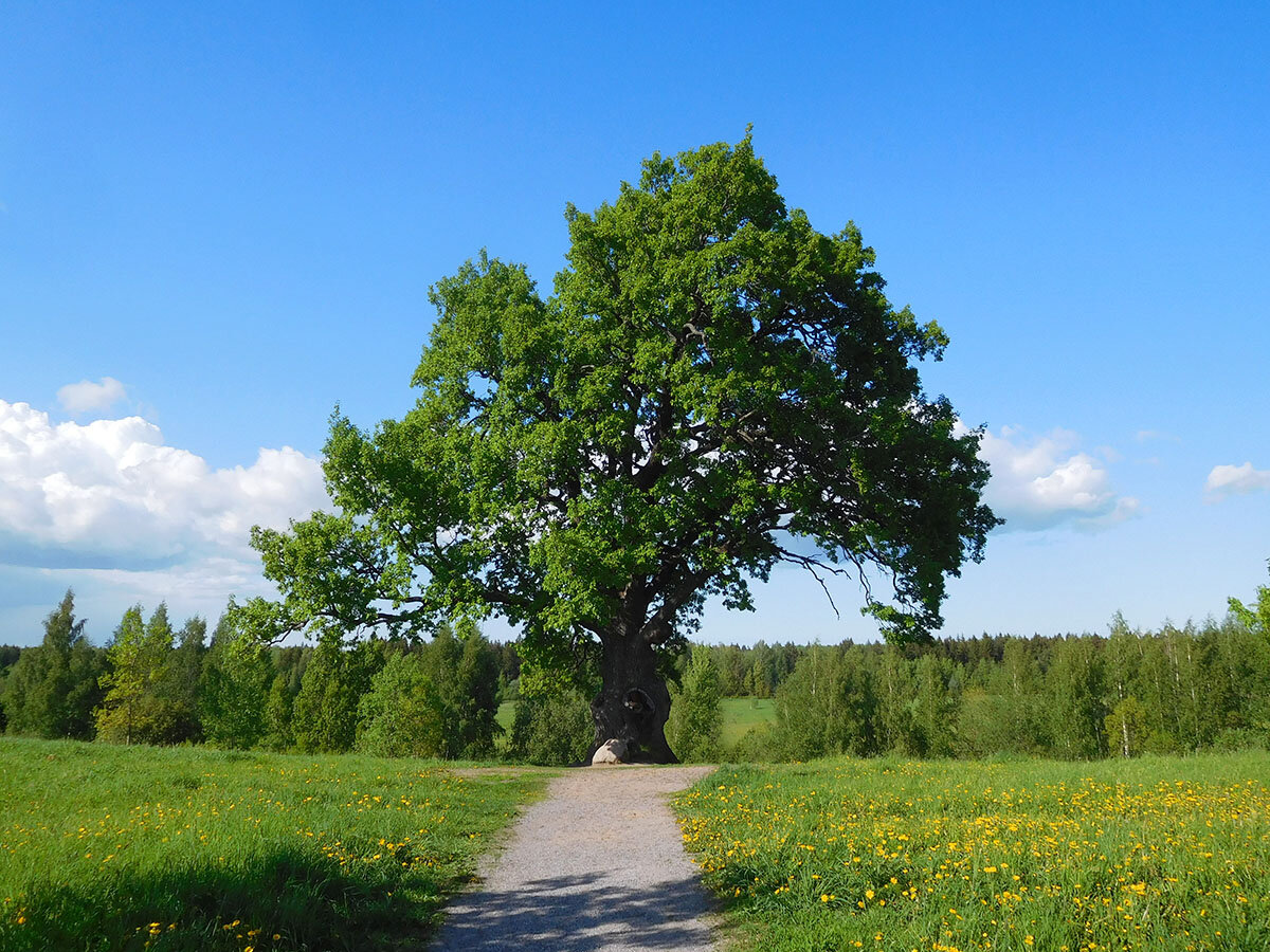 Угадайте, сколько лет этому дубу?