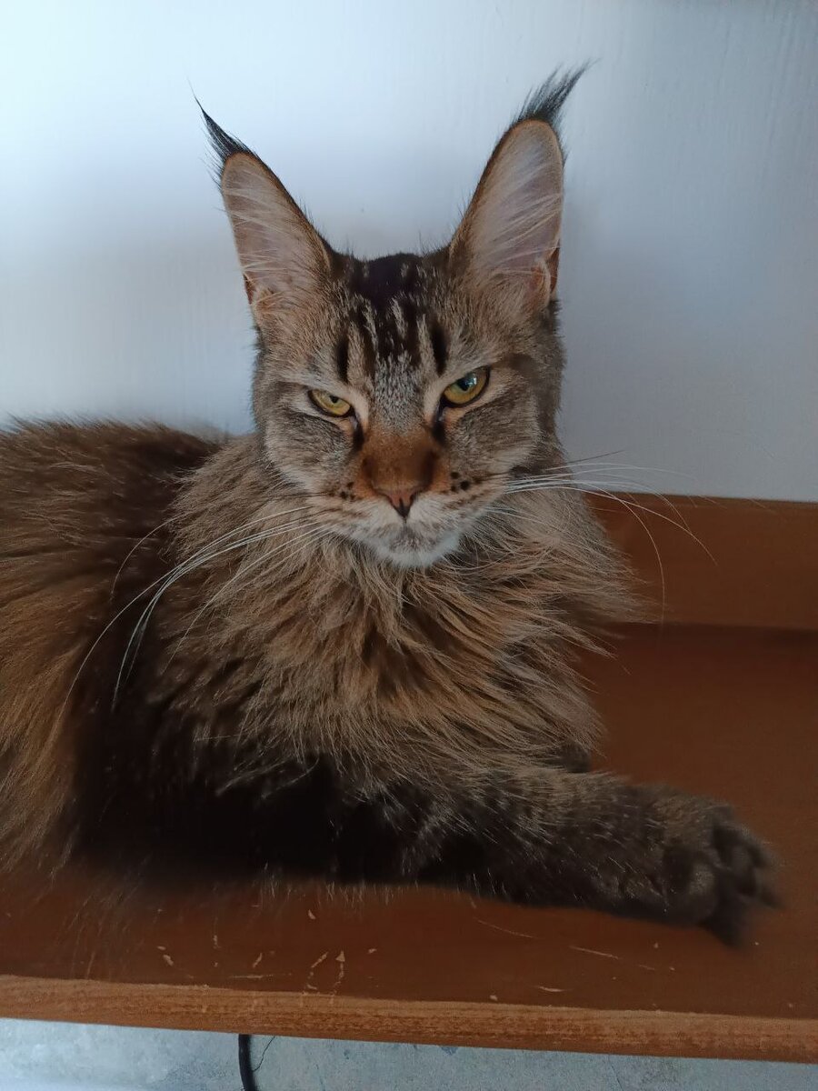 Главная кошка в делегации