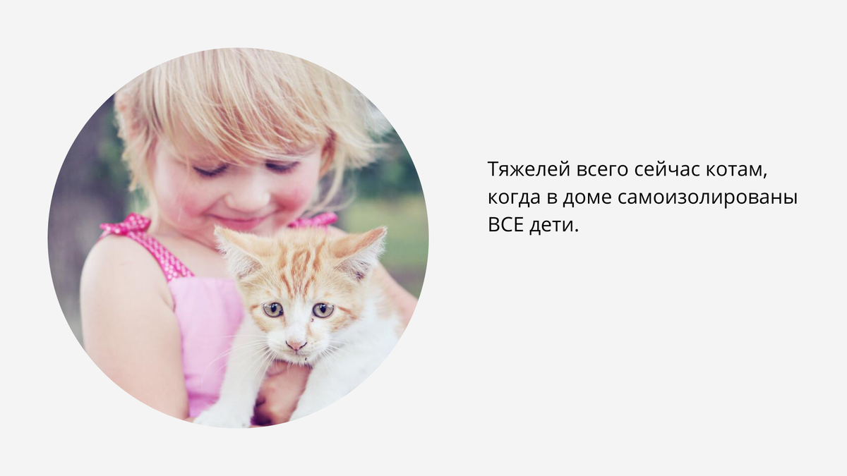 Анекдоты про котов - дети