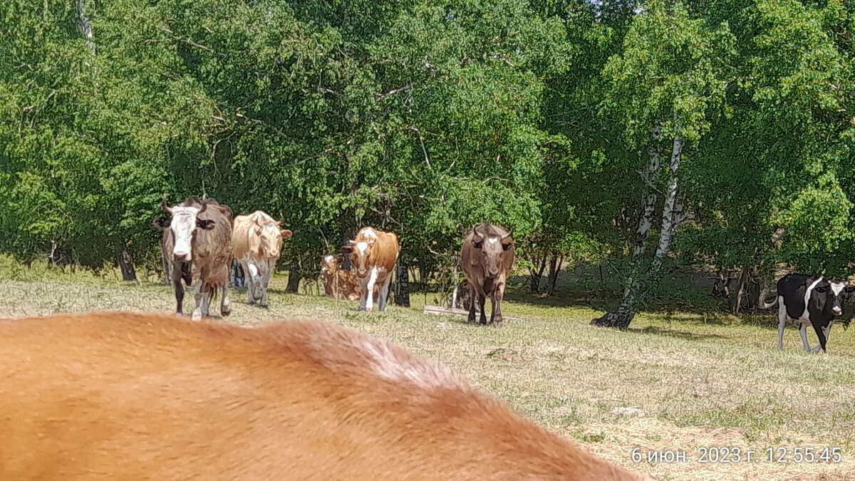 пить пошли. На заднем плане Ладка шею вытянула. Типа куда это вы все, вперед меня то. Но она обычно не спешит. Все равно, пока она не напьется, пить никто не будет)))) 