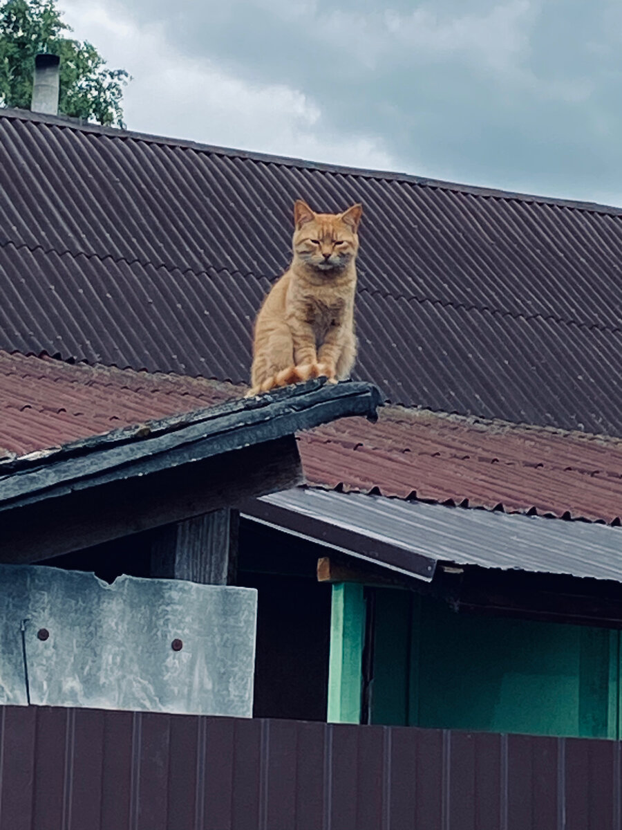 Клепа с соседского сарая наблюдает за нами. Везде фото автора.